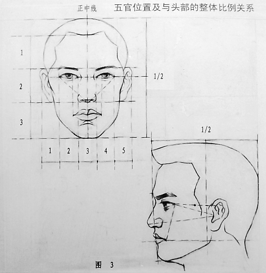 头像正侧面比例图.jpg