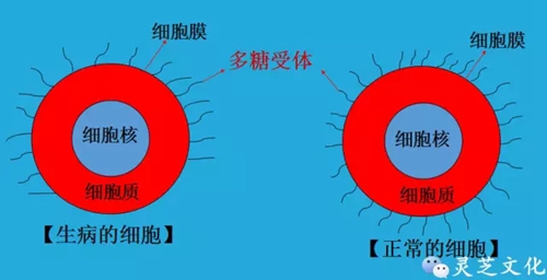 人为什么会生病？---因为细胞病了！3.webp.jpg